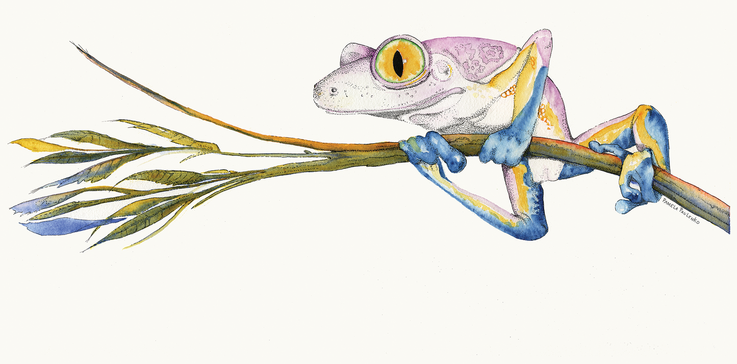 Treefrog print framed - Museum quality paper and ink. - Original Watercolour Art by Canadian Artist Pamela Paulenko, painting Ontario wildlife