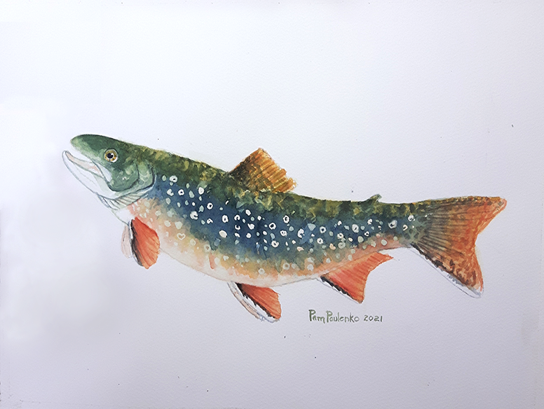 Brook Trout Original - Original Watercolour Art by Canadian Artist Pamela Paulenko, painting Ontario wildlife