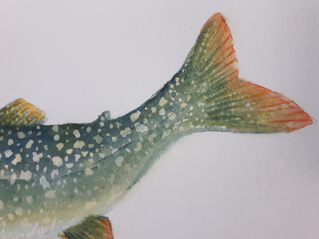 Lake Trout Fish Original - Original Watercolour Art by Canadian Artist Pamela Paulenko, painting Ontario wildlife