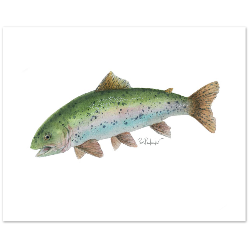 Classic Matte Paper Poster Rainbow Trout Watercolour - Original Watercolour Art by Canadian Artist Pamela Paulenko, painting Ontario wildlife