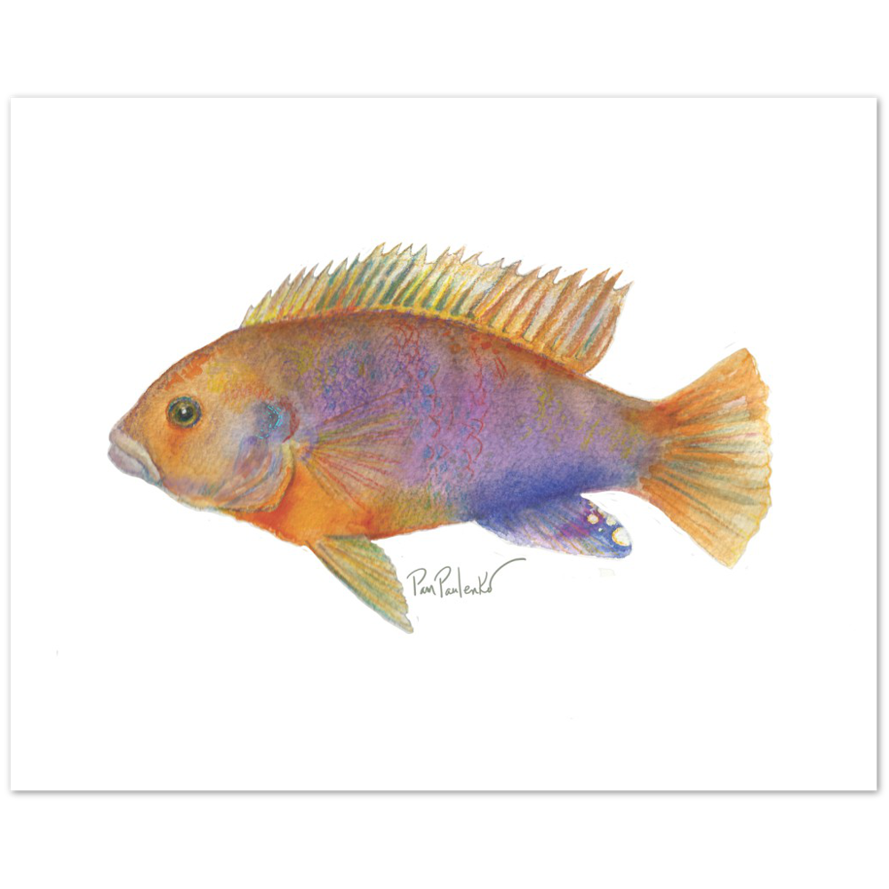 Classic Matte Paper Poster Rusty Cichlid Hand painted Watercolour Print - Original Watercolour Art by Canadian Artist Pamela Paulenko, painting Ontario wildlife