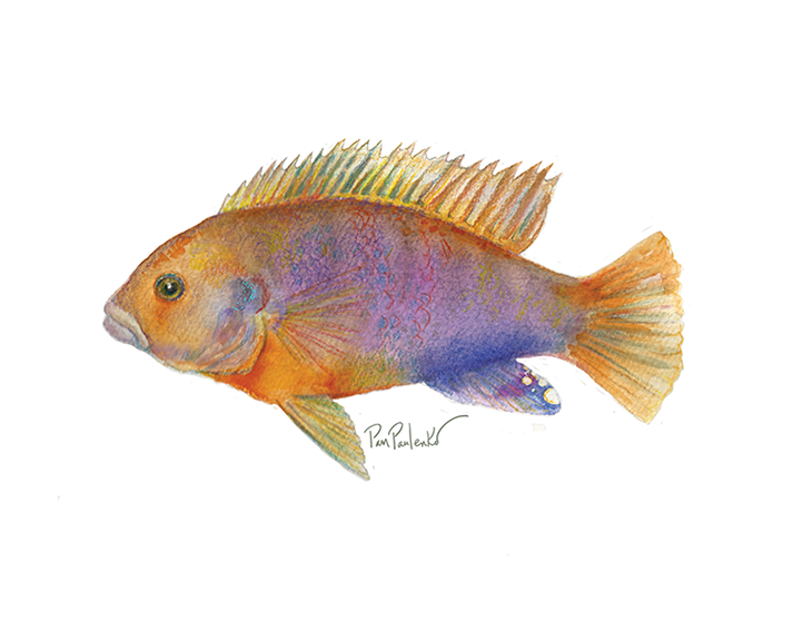 Rusty Cichlid Original Watercolour Painting - Original Watercolour Art by Canadian Artist Pamela Paulenko, painting Ontario wildlife