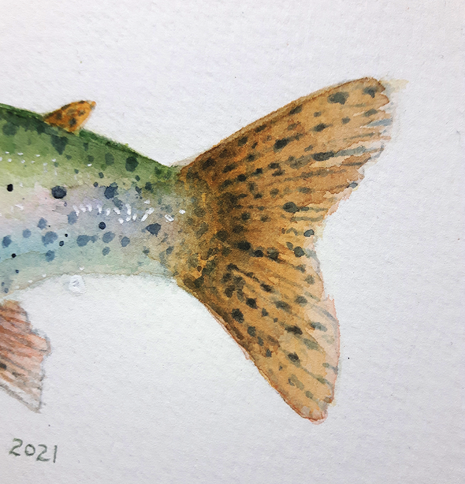 Rainbow Trout Fish Original - Original Watercolour Art by Canadian Artist Pamela Paulenko, painting Ontario wildlife