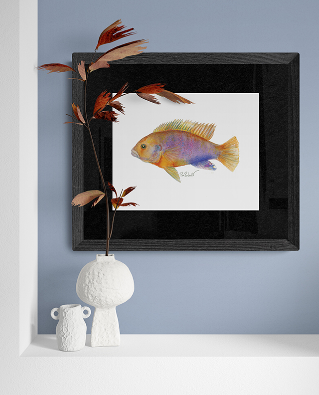 Rusty Cichlid Original Watercolour Painting - Original Watercolour Art by Canadian Artist Pamela Paulenko, painting Ontario wildlife