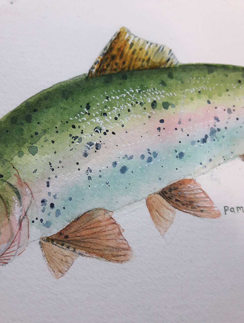 Rainbow Trout Fish Original - Original Watercolour Art by Canadian Artist Pamela Paulenko, painting Ontario wildlife