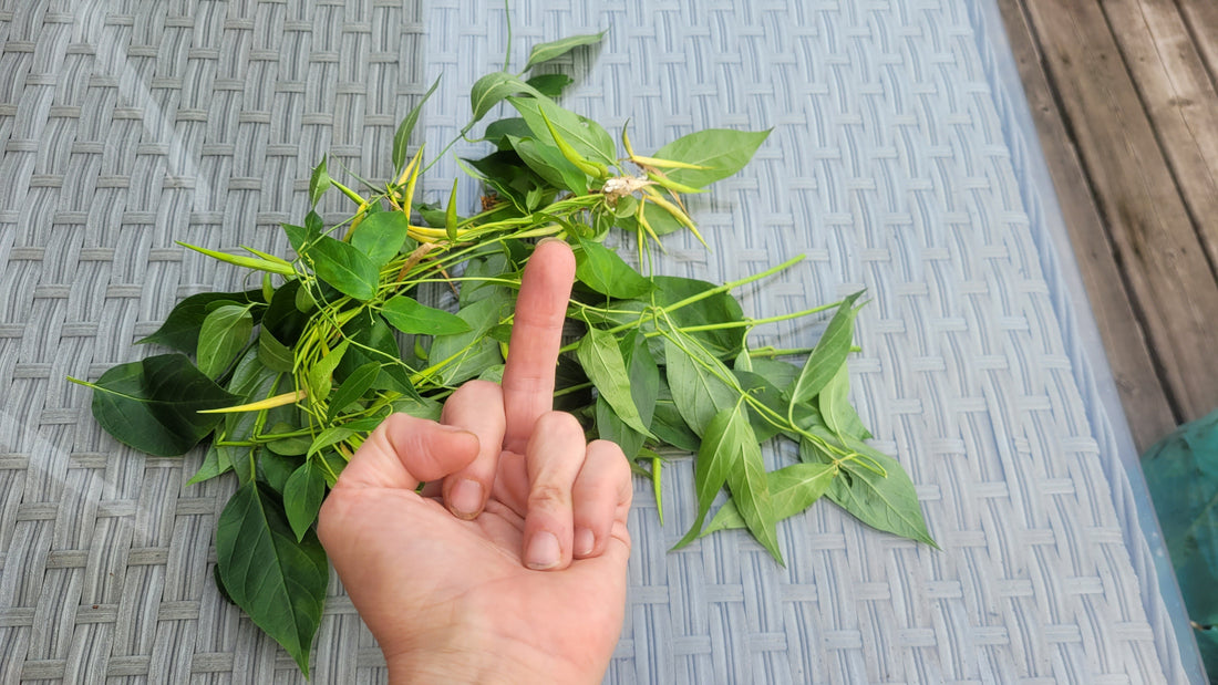 Screw you Strangling Dog Vine  (European Swallow Wart)