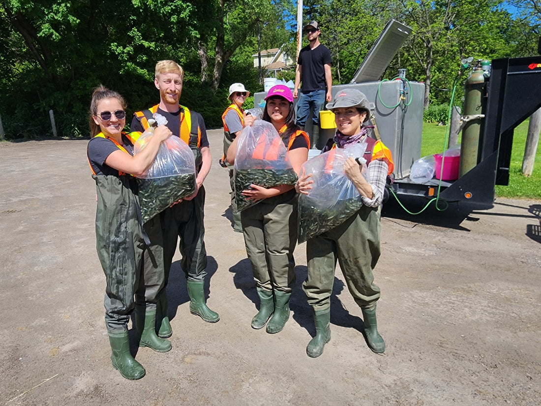 Atlantic Salmon fry being held in bags by volunteers in chestwaders in Whitehall, ON