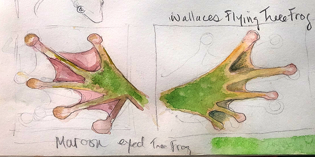 This is a study of frog's feet for a treefrog watercolor Pam is working on. You can buy other frog and toad art on the website. 
