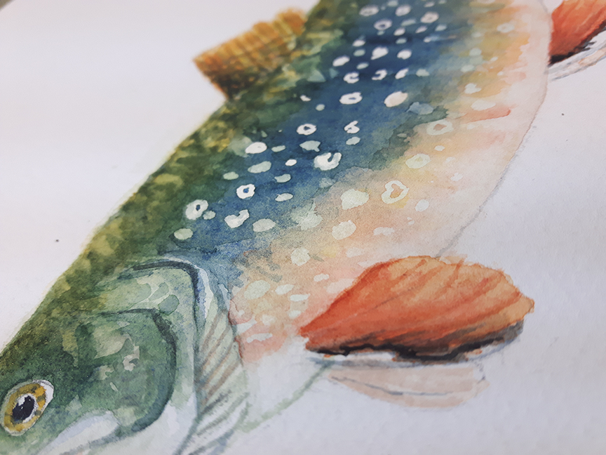 Classic Matte Paper Poster Brook Trout Watercolour - Original Watercolour Art by Canadian Artist Pamela Paulenko, painting Ontario wildlife