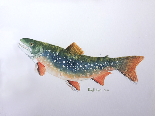 This is a picture of  a Brook trout original