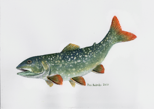 Lake Trout Fish Original - Original Watercolour Art by Canadian Artist Pamela Paulenko, painting Ontario wildlife