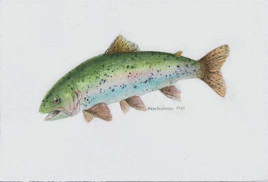This is an original rainbow Trout painting by Pam, watercolor, it's made for people who love fish 