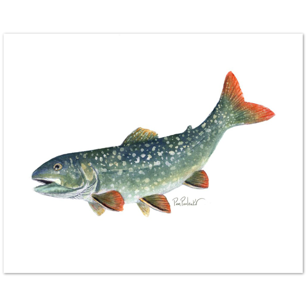 This is a picture of a rainbow or speckled trout print created by the nature loving artist Pam Paulenko