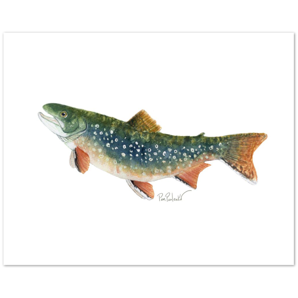Classic Matte Paper Poster Brook Trout Watercolour - Original Watercolour Art by Canadian Artist Pamela Paulenko, painting Ontario wildlife