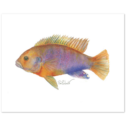 This is a picture of  a Preview of a fish painting  rusty cichlid